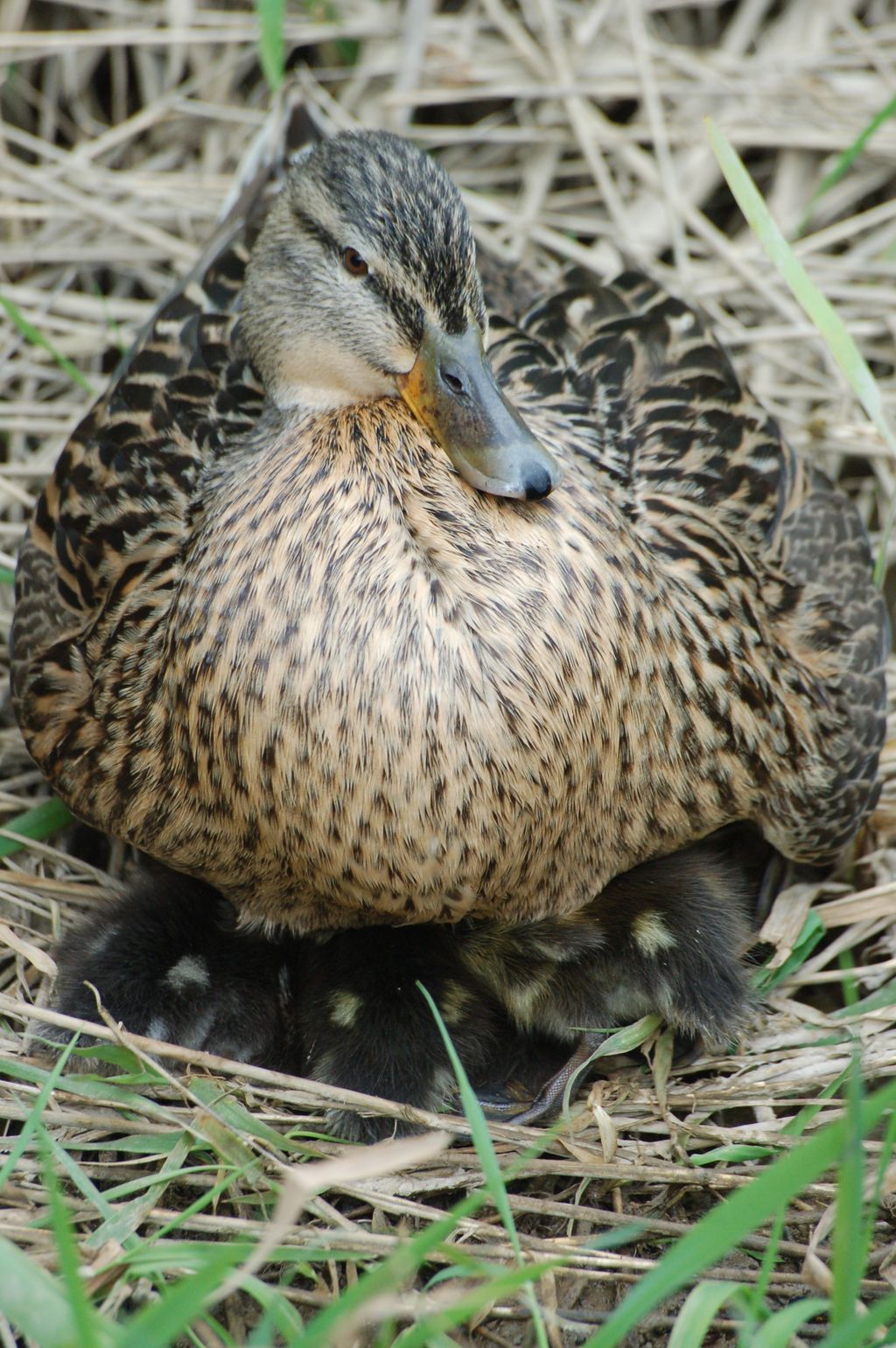 130423-port-deplaisance-canards (3)