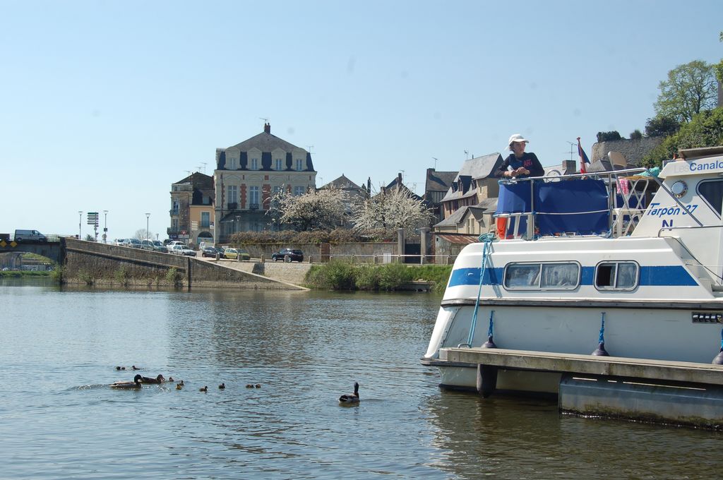 les canetons du port de plaisance de Château-Gontier